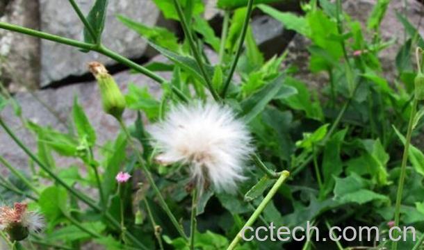 果蔬百科蒲公英和金银花的功效-0