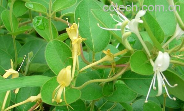 果蔬百科金银花藤-0