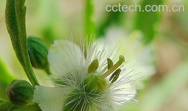 果蔬百科冰糖草的功效与作用-0