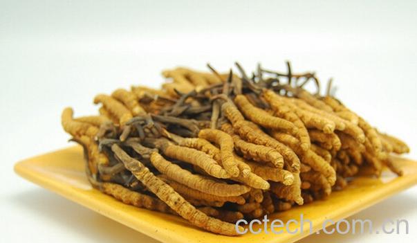 果蔬百科虫草的功效与作用-0