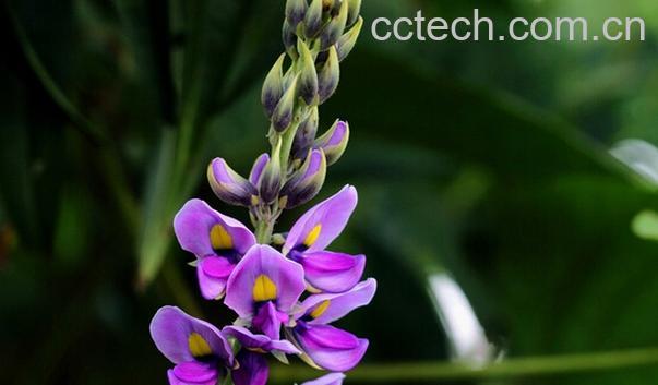 果蔬百科葛根花的功效与作用-0