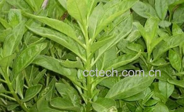 果蔬百科三七草-0