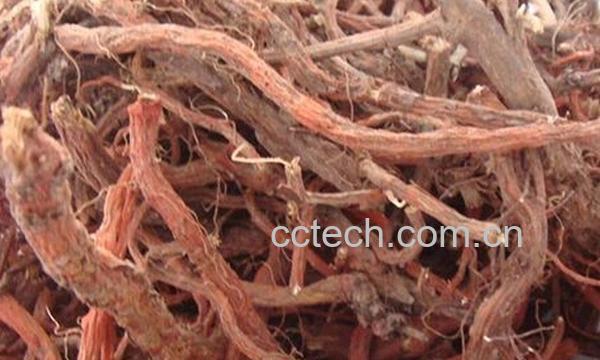 果蔬百科羊红膻-0