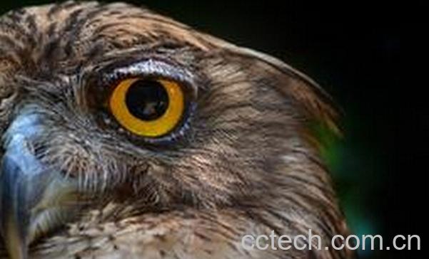 果蔬百科鹰眼睛-0