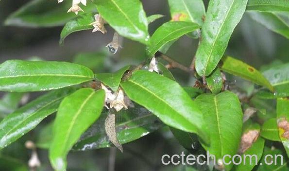 果蔬百科胡颓子叶-0