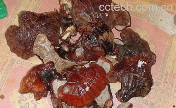 果蔬百科吃野生灵芝好吗-0