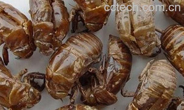 果蔬百科中药蝉蜕-0