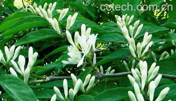 果蔬百科银花的功效与作用-0