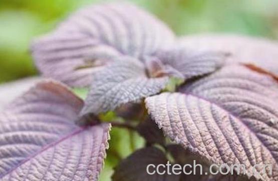 果蔬百科紫苏叶的功效作用及食用方法介绍-0