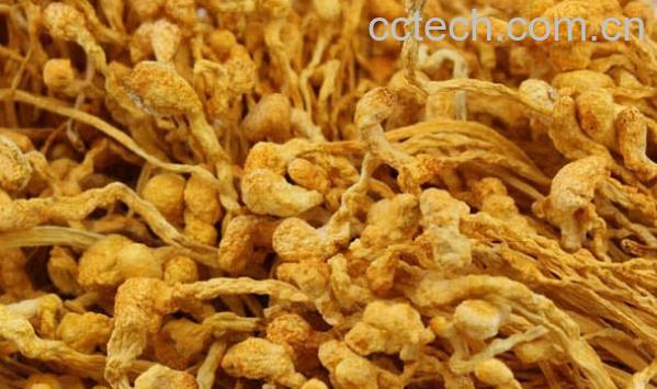 果蔬百科冬虫夏草花-0