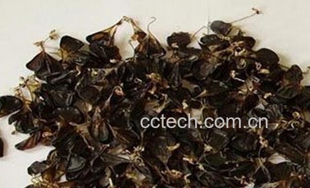 果蔬百科乌蛇胆-0