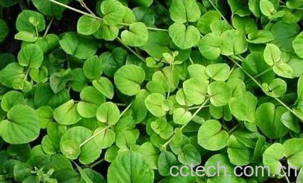 果蔬百科小金钱草-0