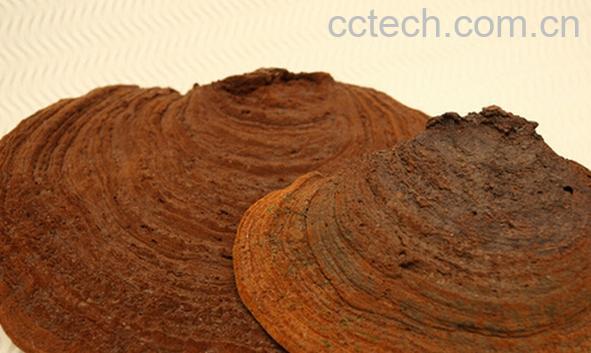 果蔬百科桑黄-0