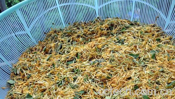 果蔬百科鲜金银花泡水喝有毒吗-0