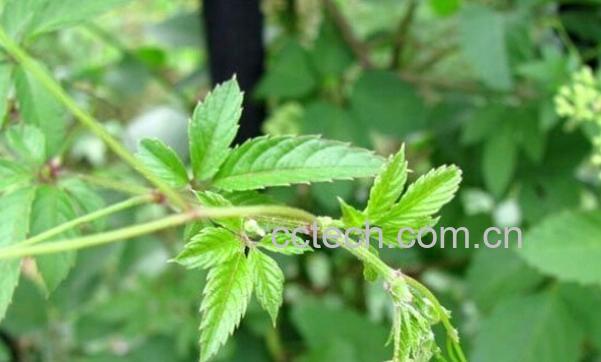 果蔬百科绞股蓝-0