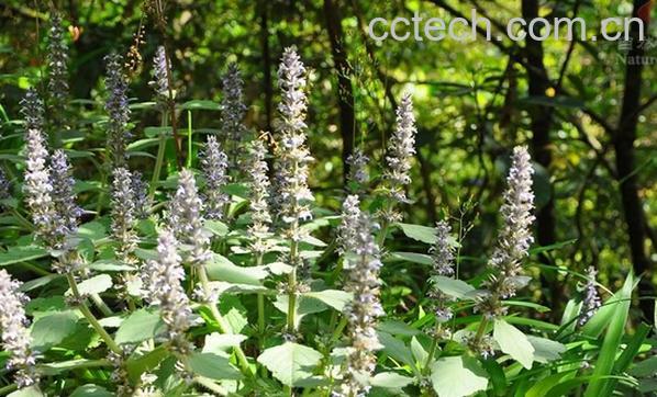 果蔬百科散瘀草-0