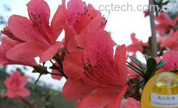 果蔬百科满山红油-0