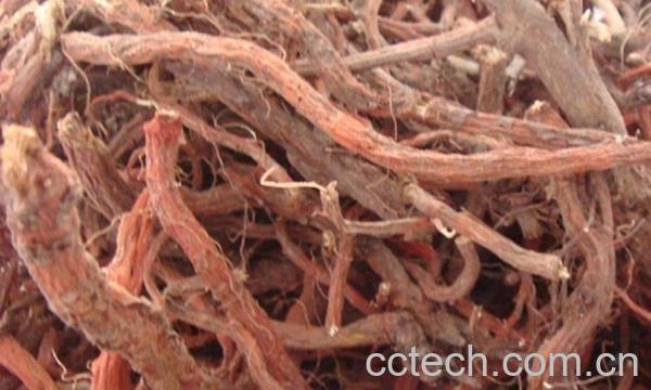 果蔬百科野丹参的功效与作用-0