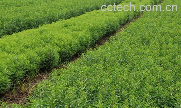 果蔬百科赶黄草-0