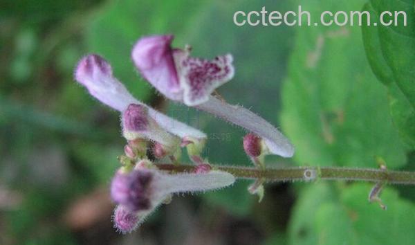 果蔬百科蜈蚣草根-0