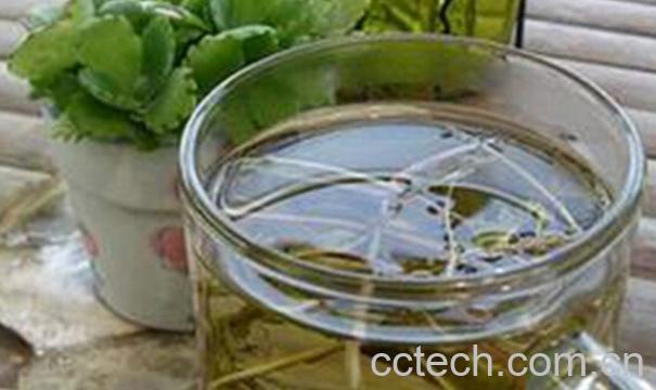 果蔬百科蒲公英泡水-0