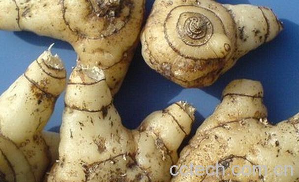 果蔬百科白芨-0