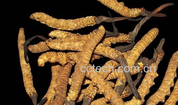 果蔬百科冬虫夏草怎么吃功效最好-0