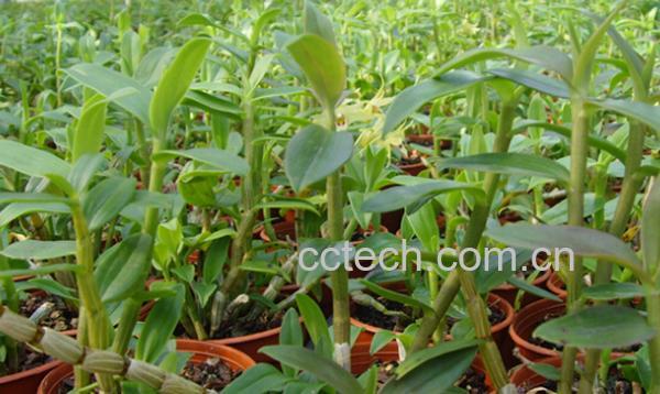 果蔬百科铁皮石斛-0