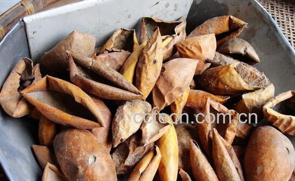 果蔬百科瓜萎皮-0