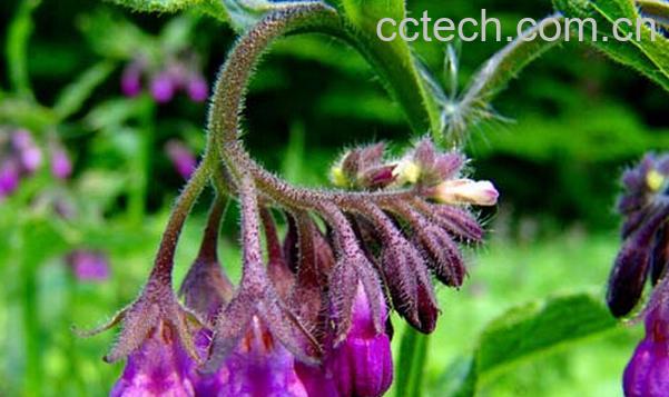 果蔬百科中药紫草功效作用及应用-0