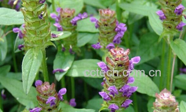 果蔬百科夏枯草-0