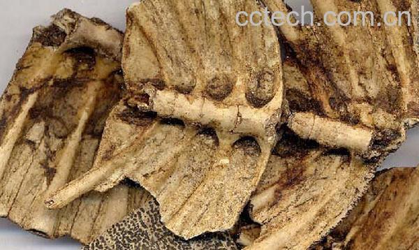 果蔬百科龟甲-0