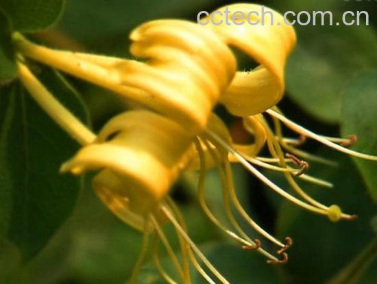 果蔬百科中药金银花的功效作用-0