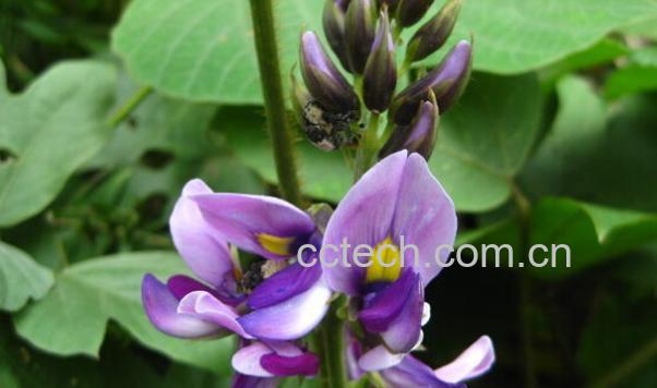 果蔬百科葛根花的作用与功效-0