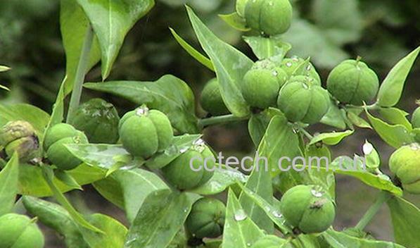 果蔬百科续随子-0