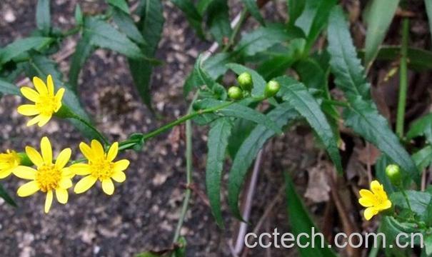 果蔬百科中药千里光的功效与作用-0