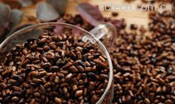 果蔬百科决明子-0