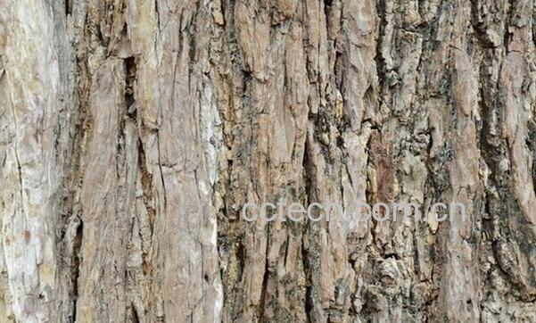 果蔬百科杏树皮-0