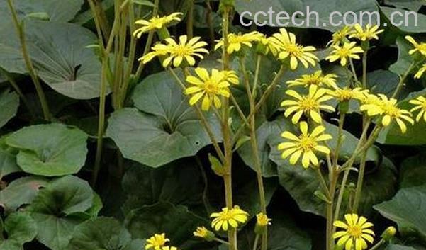 果蔬百科八角乌-0