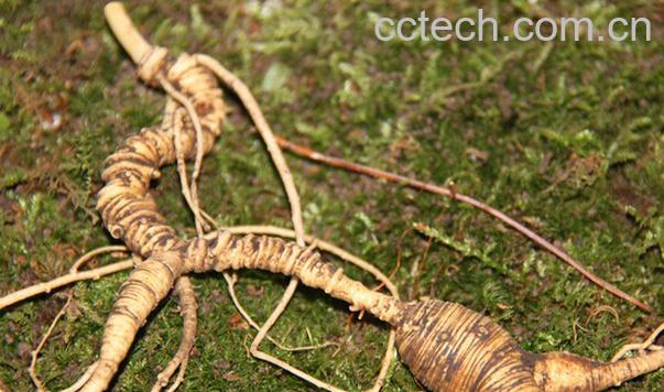 果蔬百科野山参如何鉴别真假-0