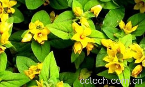 果蔬百科小过路黄-0