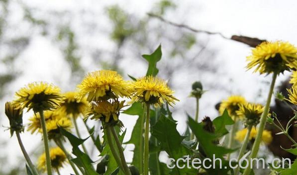 果蔬百科蒲公英-0