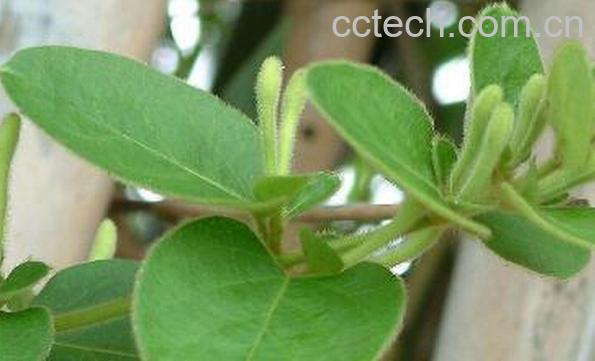 果蔬百科金银花叶子的功效与作用-0