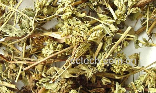 果蔬百科茵陈-0