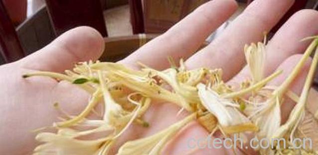 果蔬百科金银花的功效与作用及食用方法-0