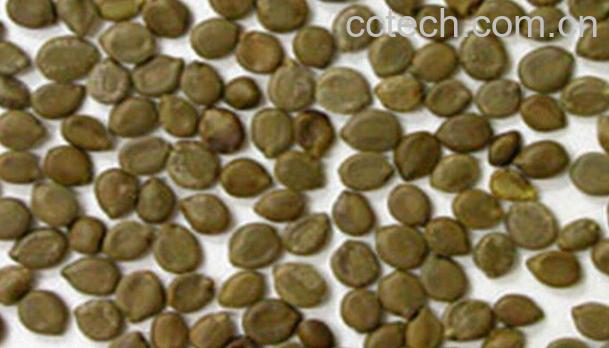 果蔬百科望江南子-0