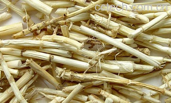 果蔬百科白茅根-0