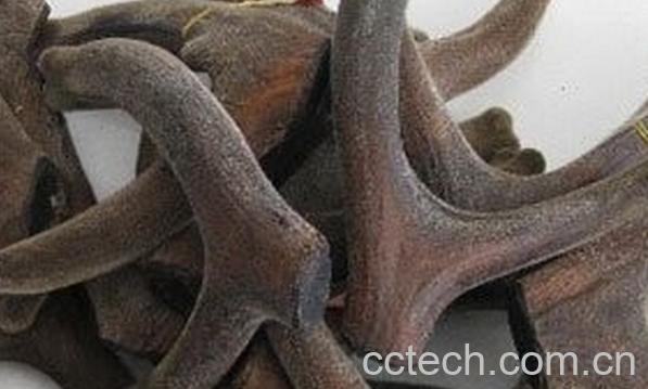 果蔬百科白毛鹿茸草-0