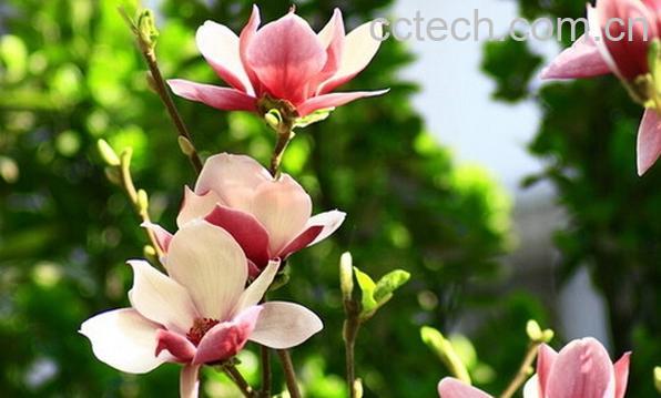 果蔬百科辛夷花治鼻炎-0