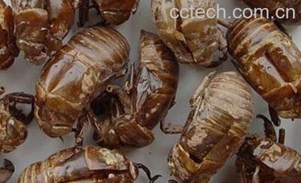 果蔬百科中药蝉蜕-0